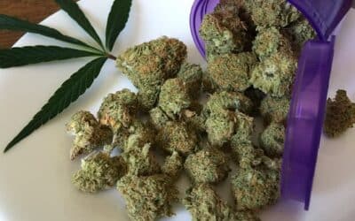 Comment consommer la fleur de CBD ? (guide complet)