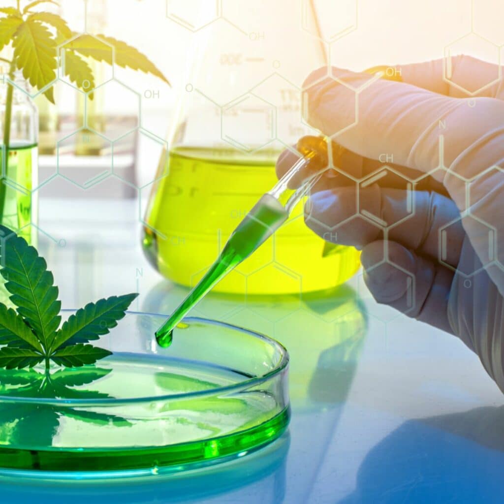 CBD : Quand Vous Consommez Chaque Jour