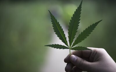 Effets du CBD : Découvrez ses 7 Bienfaits