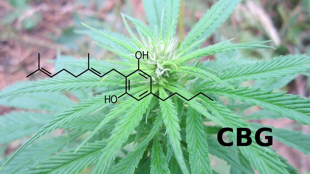 Le CBG a une forte affinité pour les récepteurs cannabinoïdes CB1 et CB2