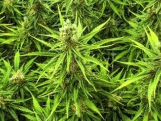 27 Variétés de Cannabis Autorisées En France (Et caractéristiques)