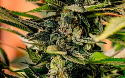 Terpènes dans le Cannabis : C’est Quoi et Quels Effets ?