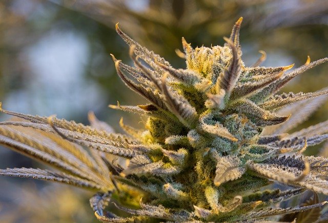 Origines Mystérieuses de la Marijuana 
