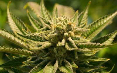 Qu’est-ce que la Sensemillia ? (cannabis)