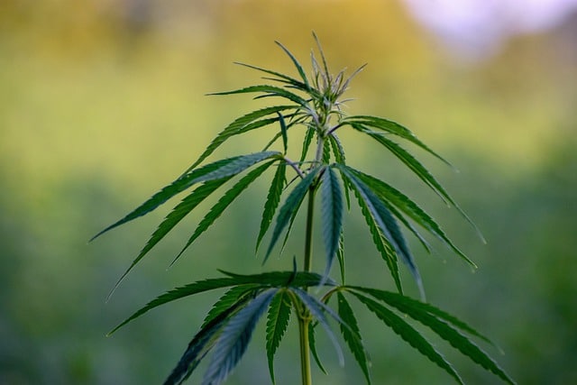 Qu’est-ce que l’Effet d’Entourage du Cannabis ? 