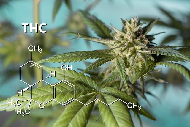 Que sont les Cannabinoïdes THCA et CBDA