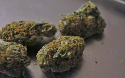 Qu’est-ce que le Kush Cannabis ? (et pourquoi tout le monde l’aime)