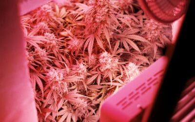 Il Faut Légaliser le Cannabis – Marijuana (Top 10 Raisons)