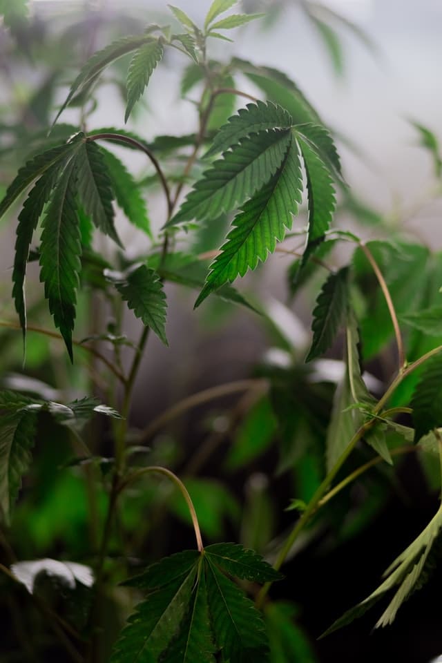 23 Mythes et Mensonges sur le Cannabis (et le CBD)