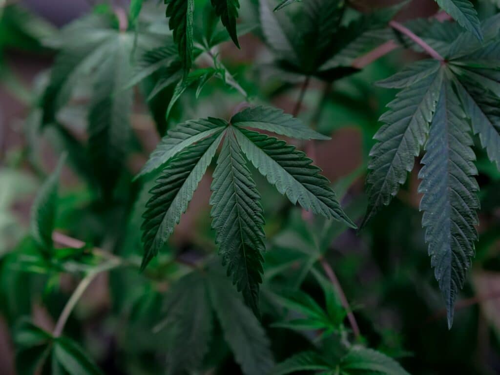 Il Faut Légaliser le Cannabis - Marijuana (Top 10 Raisons)