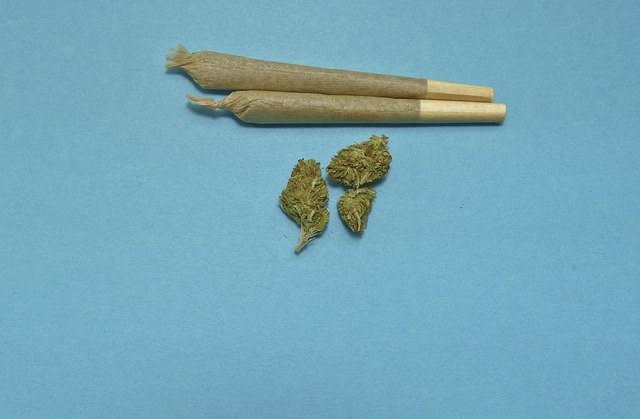 meilleure variété cannabis