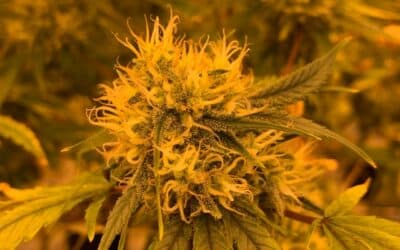 Comment Faire Pousser du Cannabis CBD DIY ? (Guide complet)