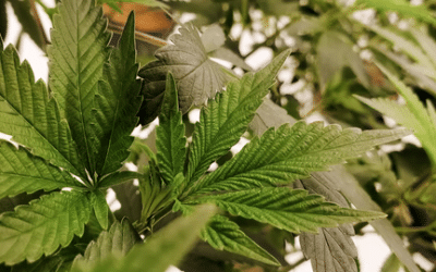 Compléments Alimentaires CBD : Guide Complet (gélules et cure)