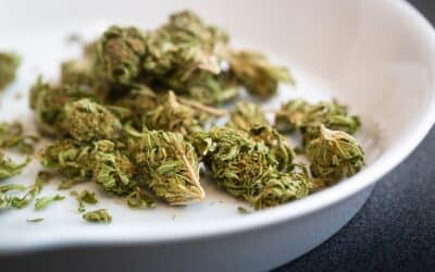 Top 10 des Fournisseurs de Amnesia CBD (fleurs superbes)