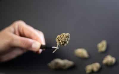 Comment fabriquer du Kief ? (c’est plus simple que ce…)