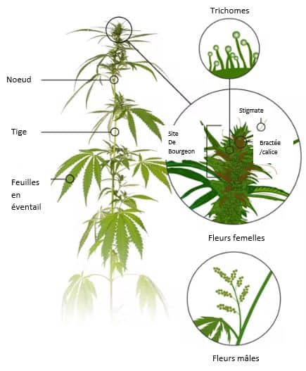 plante de cannabis