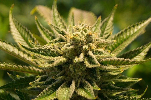 La grande importance des plants mâles de cannabis