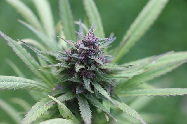 Où sont les fleurs sur une plante de cannabis CBD ?