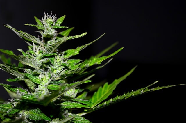 Jeune plant de cannabis : mâle ou femelle ?