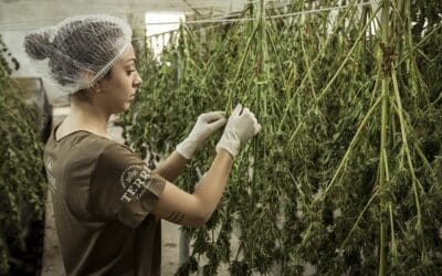 Pourquoi Consommer du cannabis sans THC ? (CBD)