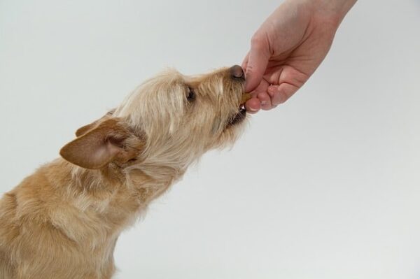 croquette CBD chien