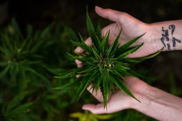 OG Kush : Graines de cannabis - grosse production et puissante - féminisée