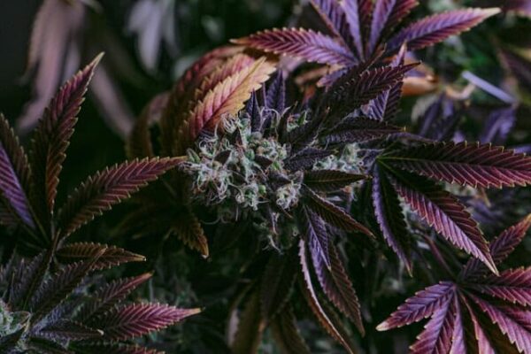 Blue-Dream : Graines de Cannabis - Haze, Agrumes, Cèdre