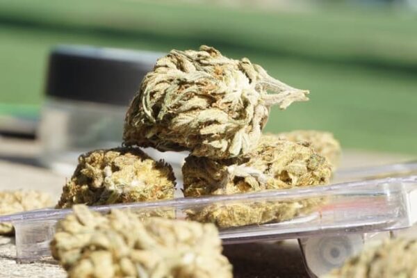 Pineapple express Kush Indoor