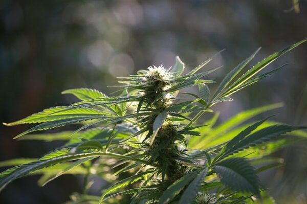 Fedora 17 : Graines de cannabis CBD