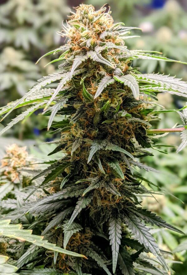 Big Bud - Graines de Cannabis féminisée - Rendement extraordinaire