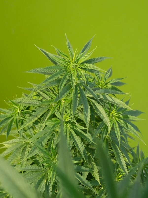 Big Bud - Graines de Cannabis féminisée - Rendement extraordinaire