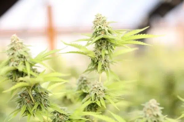 Sour Diesel : Graines de Cannabis - Idéal pour la résine CBD