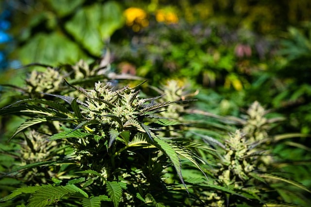 Qu’y a t -il dans une graine de cannabis ?