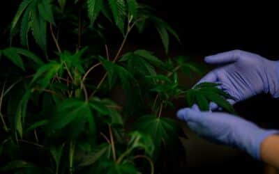 Anatomie de la plante de Cannabis (et son cycle)