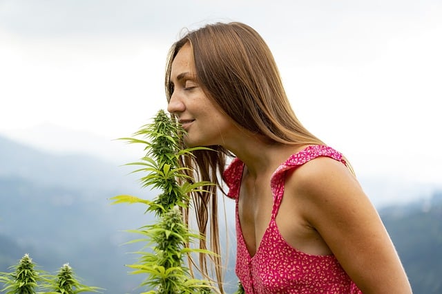 Pourquoi le cannabis sent cette odeur ?
