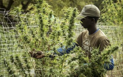Top 13 Pays qui cultivent le meilleur cannabis
