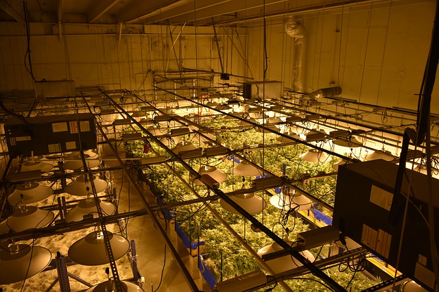 Quelle est la différence entre Indoor, Outdoor, Greenhouse pour le cannabis et CBD ?