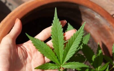Quelles sont Les Variétés de Cannabis les plus demandées?