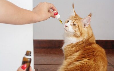 Calicivirus et CBD : comment aider votre chat ?(coryza)