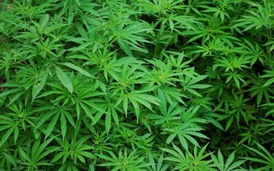 Que veut dire Haze pour le cannabis et le CBD ?  (weed)