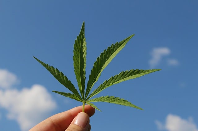 Que veut dire Haze pour le cannabis et le CBD ? (weed)