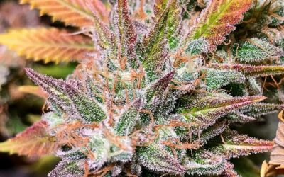 Qu’est ce que le Kush exactement ? (Cannabis et CBD )