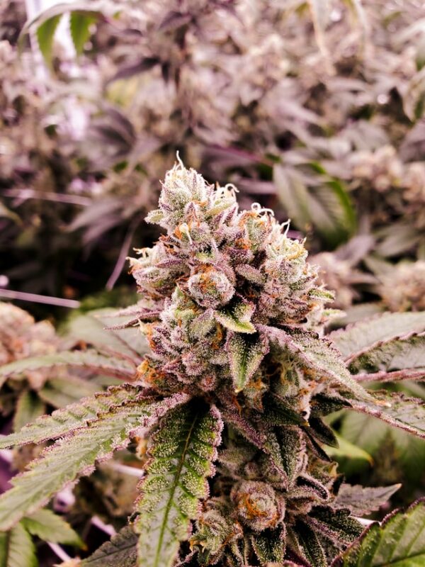 Zkittlez : Graines de CBD comme les bonbons