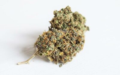Qu’est ce que la Schwag weed exactement ? (Cannabis et CBD )