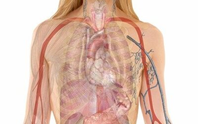 Combien de temps le HHC reste-t-il dans votre corps? (organisme)