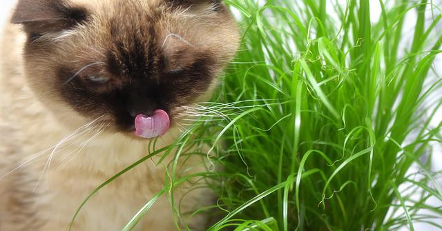 Un chat peut il manger un peu de cannabis THC ? (ou de la fumée)