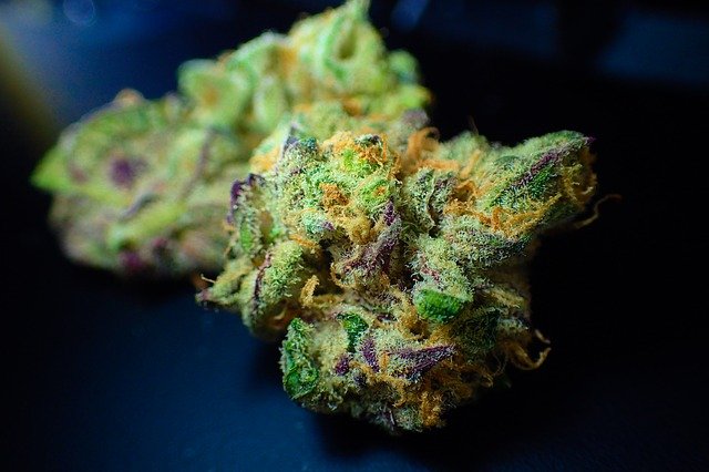 variétés de fleurs de cannabis
