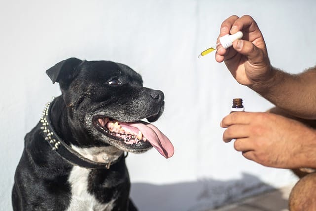Un chien peut il manger un peu de cannabis THC ?