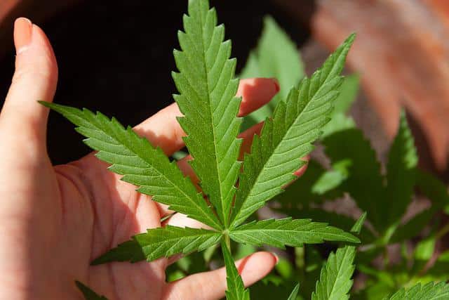 Comment cultiver du cannabis médical en France