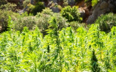 Cultiver du cannabis thérapeuthique en France : à savoir vraiment